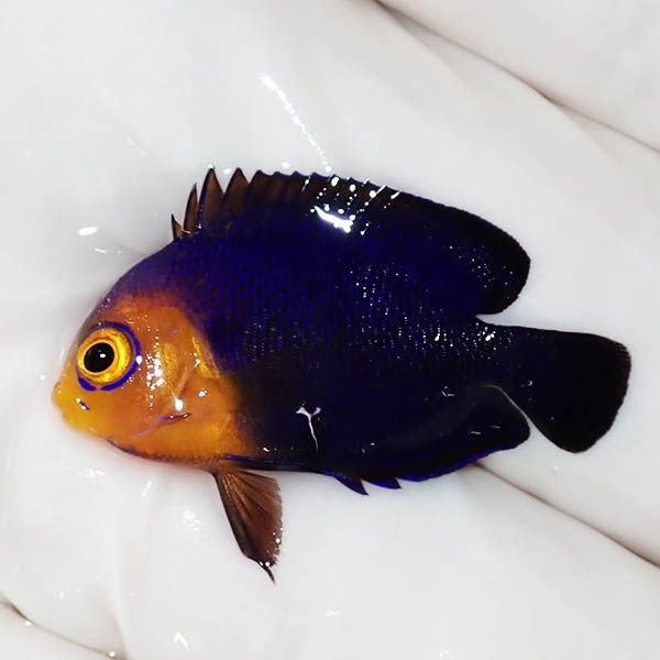 【現物3】チェルブピグミーエンゼル 3cm±! 海水魚 ヤッコ 15時までのご...