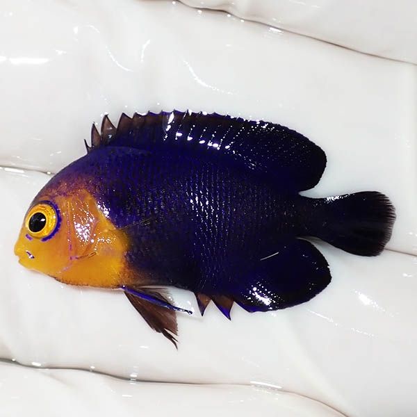 【現物2】チェルブピグミーエンゼル 3.5cm±! 海水魚 ヤッコ 15時までの...