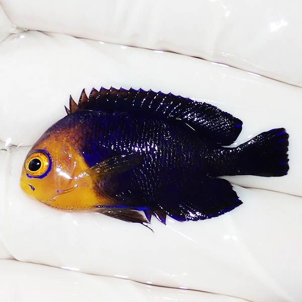【現物1】チェルブピグミーエンゼル 4cm! 海水魚 ヤッコ 15時までのご注...