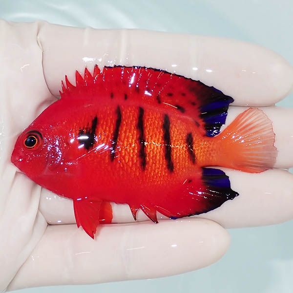 【現物11】粒エサOK 顔スレ有りフレームエンゼル 7cm! 海水魚 ヤッコ 15...