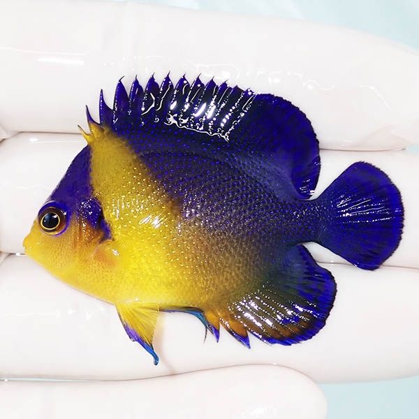 【現物1】スミレヤッコ 5.5cm±! 海水魚 ヤッコ 15時までのご注文で当日...