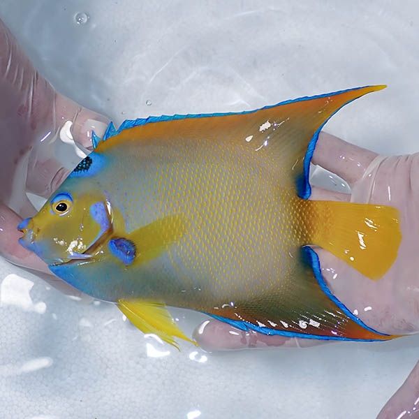 【現物1】クイーンエンゼル 19cm± !海水魚 ヤッコ 15時までのご注文で当...