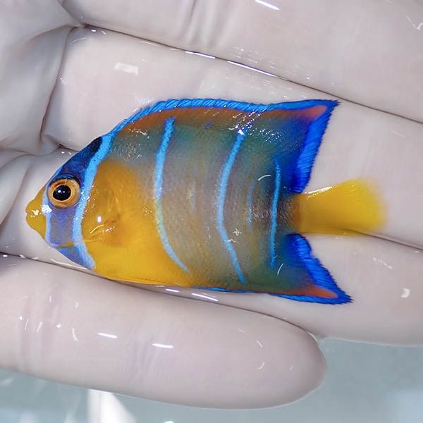 【現物7】クイーンエンゼル 5.5cm± !海水魚 ヤッコ 15時までのご注文で...