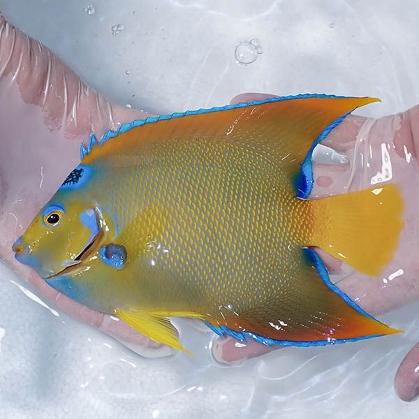 【現物2】クイーンエンゼル 18cm± !海水魚 ヤッコ 15時までのご注文で当...