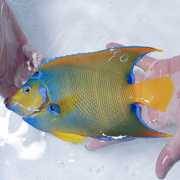 【現物3】クイーンエンゼル 20cm± !海水魚 ヤッコ 15時までのご注文で当...