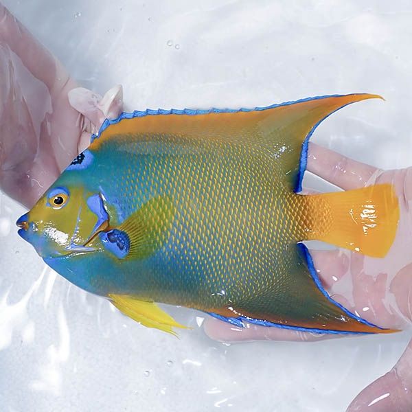 【現物4】クイーンエンゼル 21cm± !海水魚 ヤッコ 15時までのご注文で当...