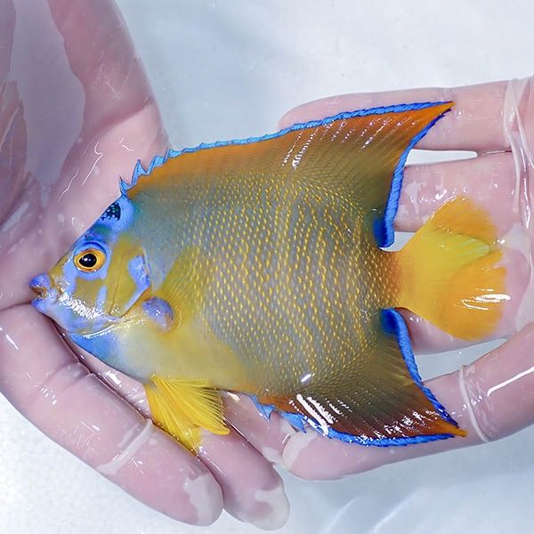 【現物5】クイーンエンゼル 13cm± !海水魚 ヤッコ 15時までのご注文で当...