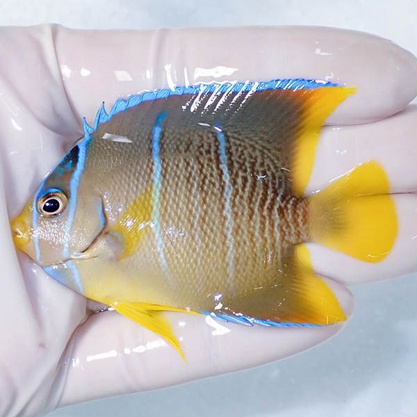 【現物1】ブルーエンゼル 7.5cm± !海水魚 ヤッコ 15時までのご注文で当...