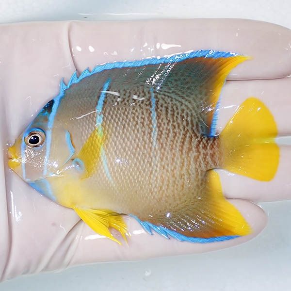 【現物2】ブルーエンゼル 8.5cm± !海水魚 ヤッコ 15時までのご注文で当...