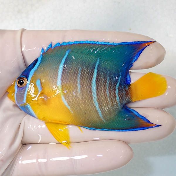 【現物1】タウンゼントエンゼル 8cm± !海水魚 ヤッコ 15時までのご注文...