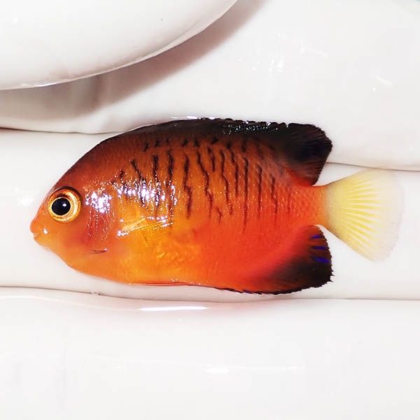 【現物1】ダイダイヤッコ 4cm±!海水魚 ヤッコ 15時までのご注文で当日発...