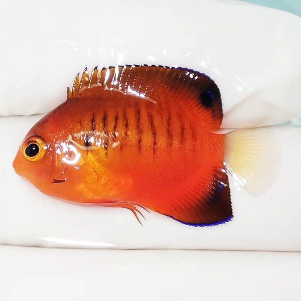 【現物2】ダイダイヤッコ 3.5cm±!海水魚 ヤッコ 15時までのご注文で当日...