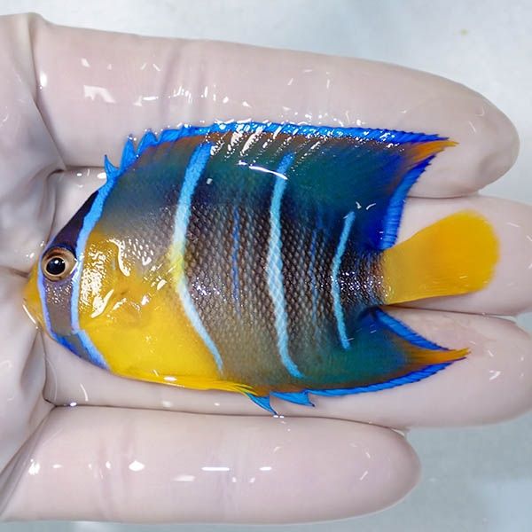 【現物2】タウンゼントエンゼル 7cm± !海水魚 ヤッコ 15時までのご注文...