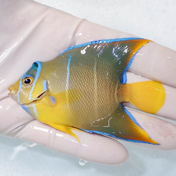 【現物3】タウンゼントエンゼル 8.5cm± !海水魚 ヤッコ 15時までのご注...
