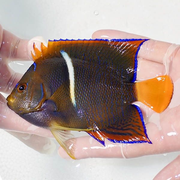 【現物1】パッサーエンゼル 12.5cm± ! 海水魚 ヤッコ 15時までのご注文...