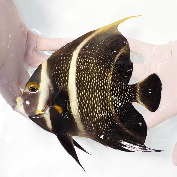 【現物1】フレンチエンゼル 17.5cm± !海水魚 ヤッコ 15時までのご注文で...