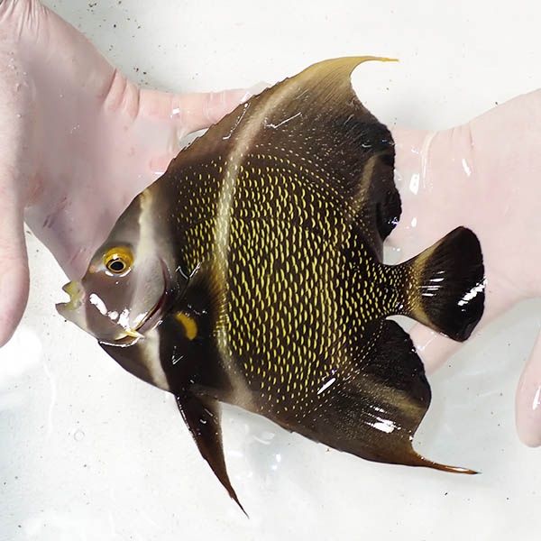 【現物2】フレンチエンゼル 19cm± !海水魚 ヤッコ 15時までのご注文で当...