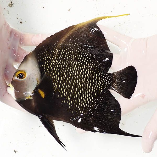 【現物3】フレンチエンゼル 17.5cm± !海水魚 ヤッコ 15時までのご注文で...