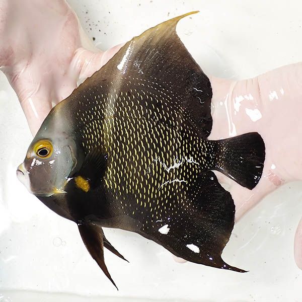 【現物4】フレンチエンゼル 19cm± !海水魚 ヤッコ 15時までのご注文で当...
