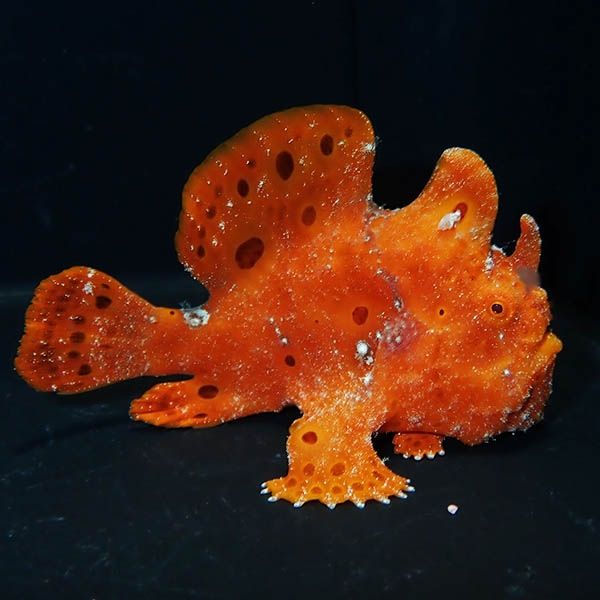 【現物1】イロカエルアンコウ 6.5cm! 海水魚 アンコウ 15時までのご注文...