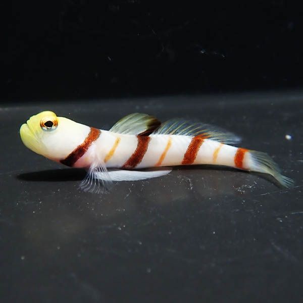 【現物2】ドラクラシュリンプゴビー 4.5cm±!海水魚 ハゼ 15時までのご注...