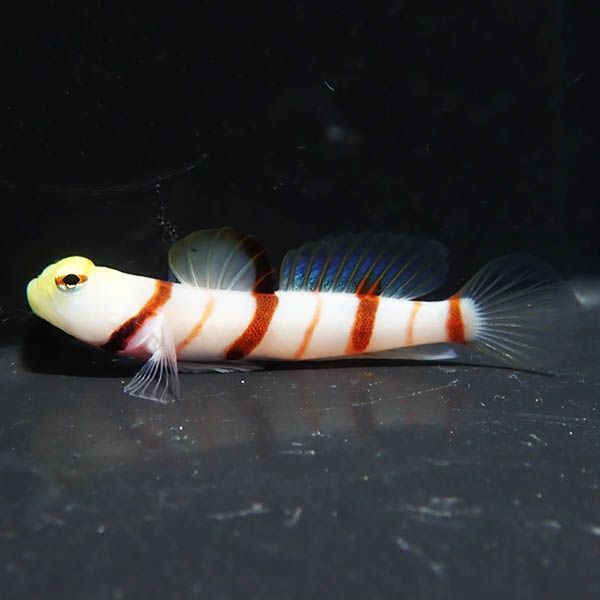 【現物3】ドラクラシュリンプゴビー 5cm± !海水魚 ハゼ 餌付け 15時まで...