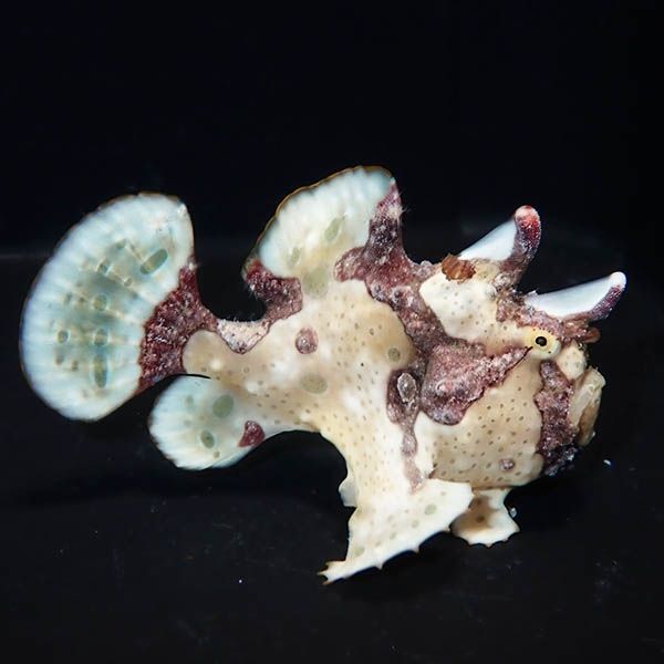 【現物3】クマドリカエルアンコウ 6cm! 海水魚 アンコウ 15時までのご注...