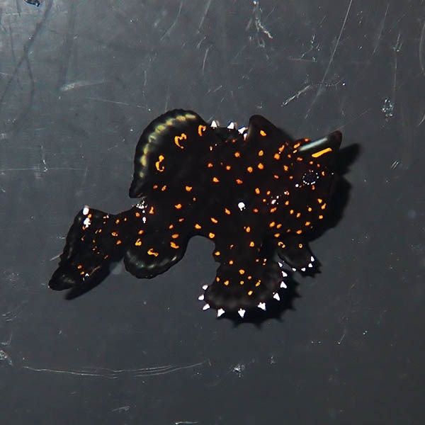 【現物4】クマドリカエルアンコウ 4.5cm! 海水魚 アンコウ 15時までのご...
