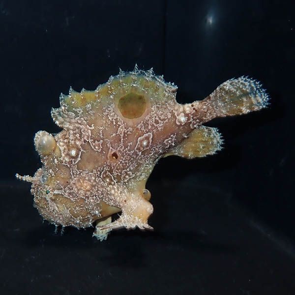 【現物5】カエルアンコウ 7.5cm! 海水魚 アンコウ 15時までのご注文で当...
