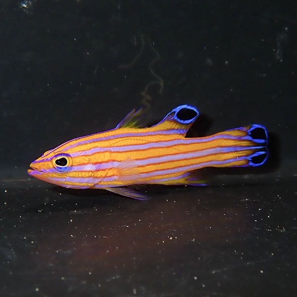 【現物2】キャンディーバスレット 3.5cm± カリブ産!海水魚 生体 15時ま...