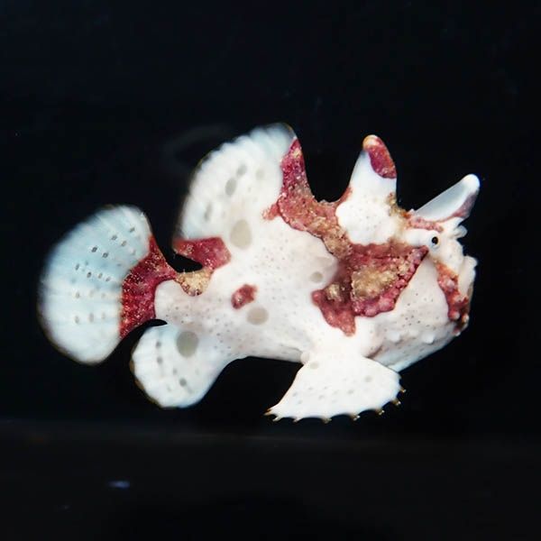 【現物2】クマドリカエルアンコウ 5cm! 海水魚 アンコウ 15時までのご注...