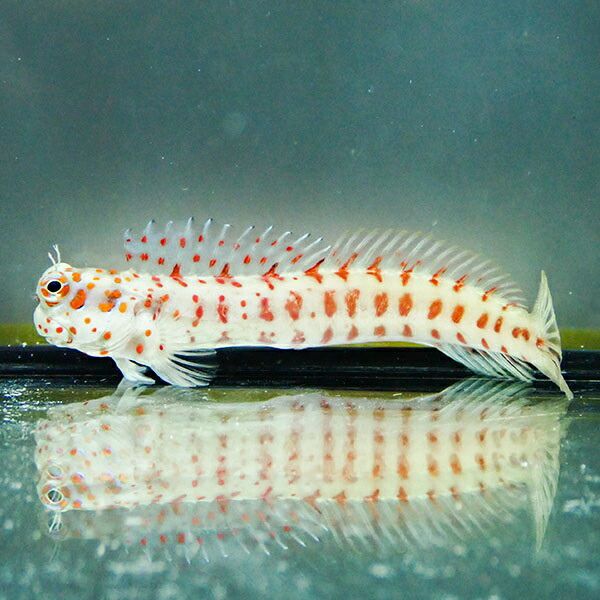 モルディブ産 モンツキカエルウオ 6-8cm±海水魚 カエルウオ 15時までの...