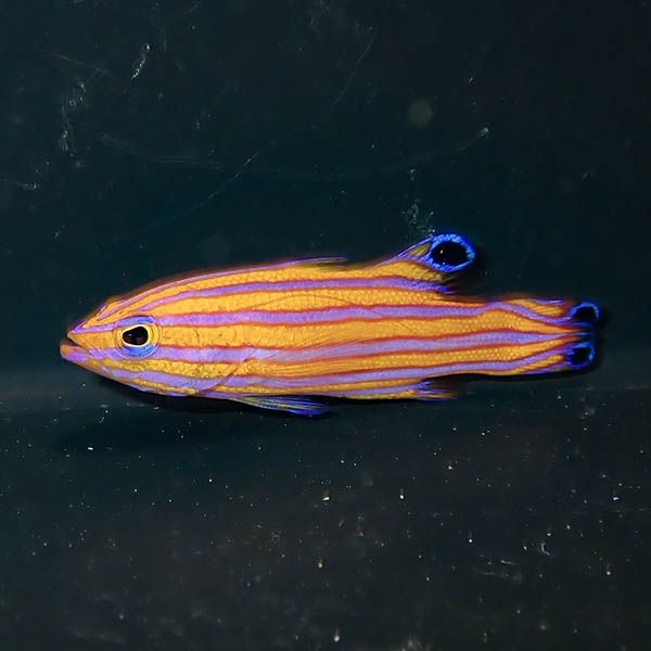 【現物1】キャンディーバスレット 4cm± !カリブ産 海水魚 生体 15時まで...