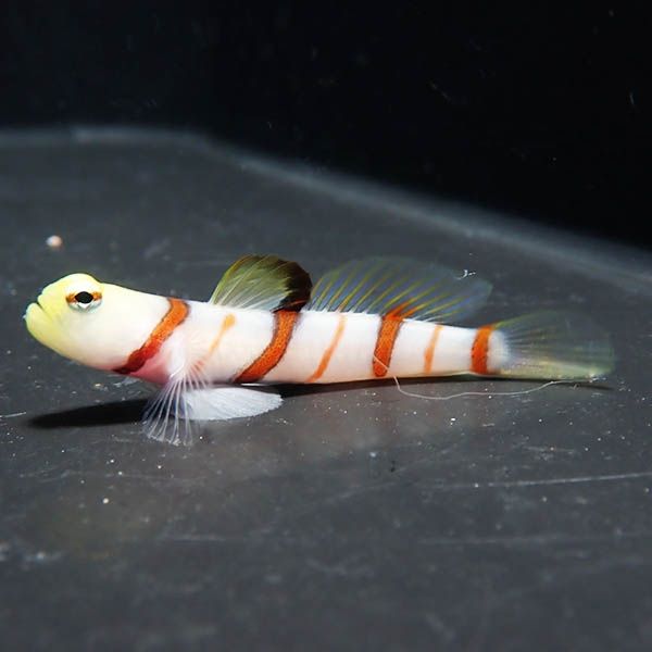 【現物1】ドラクラシュリンプゴビー 4.5cm !海水魚 ハゼ15時までのご...