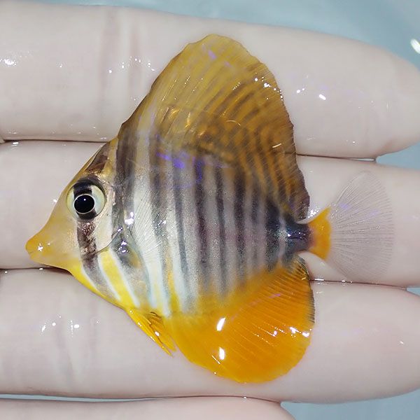 【現物2】粒エサOK スレ有り インディアンセルフィンタン 5.3cm±! 海水...
