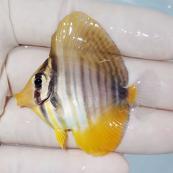 【現物1】粒エサOK スレ有り インディアンセルフィンタン 5.3cm±! 海水...