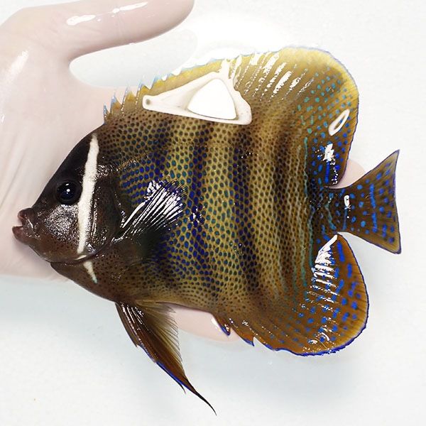 【現物3】ロクセンヤッコ 16cm± ! 海水魚 ヤッコ 15時までのご注文で当...