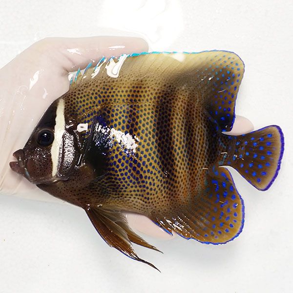 【現物1】ロクセンヤッコ 17.5cm± ! 海水魚 生体 15時までのご注文で当...