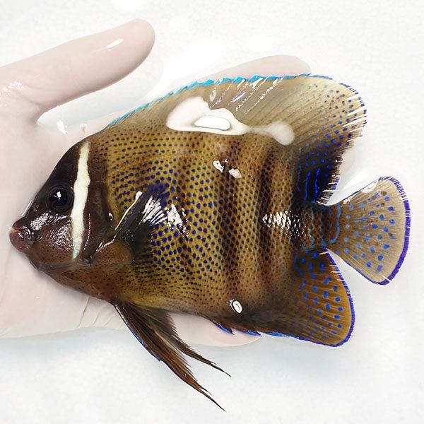 【現物2】スレ有り ロクセンヤッコ 15.5cm± ! 海水魚 生体 15時までのご...
