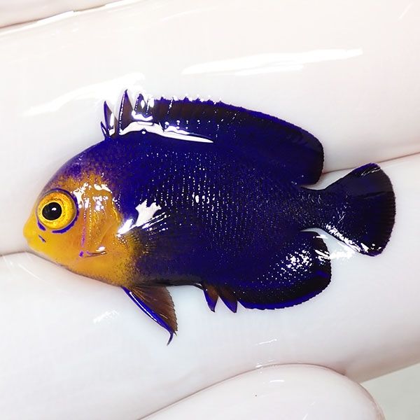 【現物3】チェルブピグミーエンゼル 2.8cm±! 海水魚 ヤッコ 15時までの...
