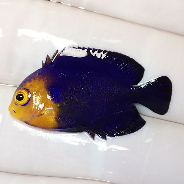 【現物2】チェルブピグミーエンゼル 3.2cm±!海水魚 ヤッコ 15時までのご...