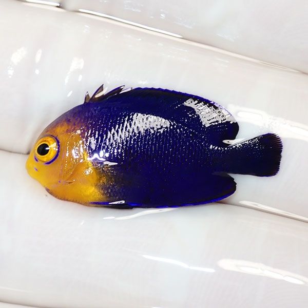 【現物1】チェルブピグミーエンゼル 3cm! 海水魚 ヤッコ 15時までのご注...