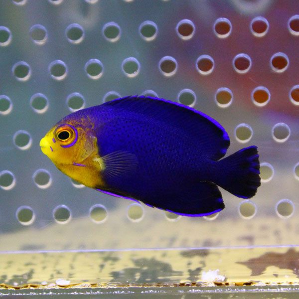 粒エサOK チェルブピグミーエンゼル 3cm±! 海水魚 ヤッコ 餌付け 15時ま...
