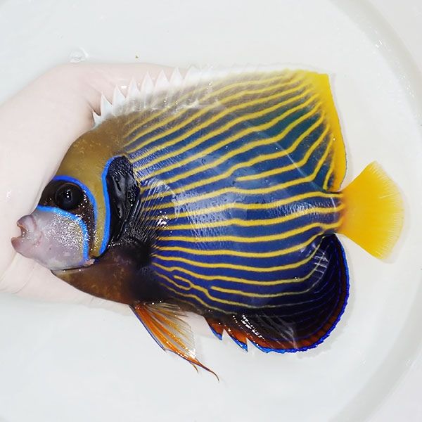 【現物1】タテジマキンチャクダイ 17.5cm±!海水魚 ヤッコ 15時までのご...