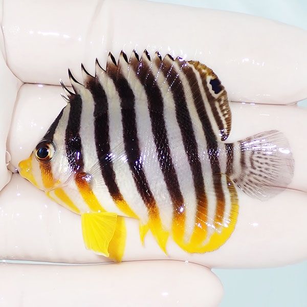 【現物3】シマヤッコ 5.5cm±! 海水魚 生体 15時までのご注文で当日発送(...