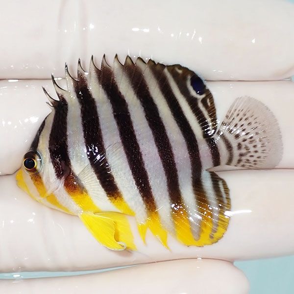 【現物9】シマヤッコ 5cm±! 海水魚 生体 15時までのご注文で当日発送(t1...