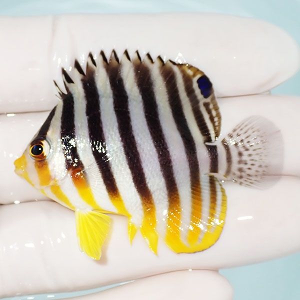 【現物4】シマヤッコ 5cm±! 海水魚 生体 15時までのご注文で当日発送(t1...