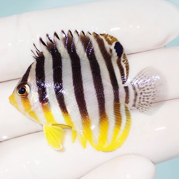 【現物5】シマヤッコ 4.7cm±! 海水魚 生体 15時までのご注文で当日発送(...
