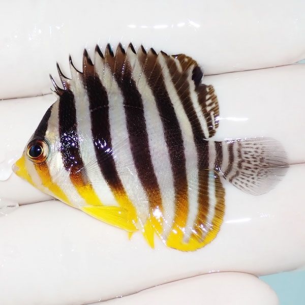 【現物1】シマヤッコ 4.5cm±! 海水魚 生体 15時までのご注文で当日発送(...