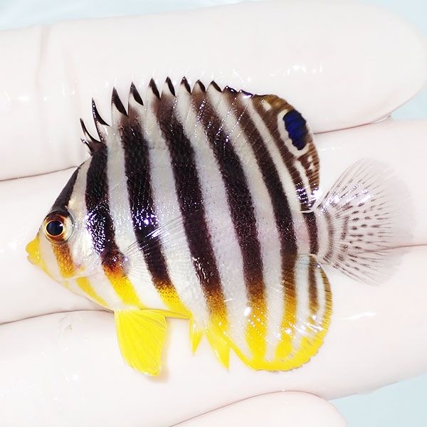 【現物2】シマヤッコ 4.7cm±! 海水魚 生体 15時までのご注文で当日発送(...